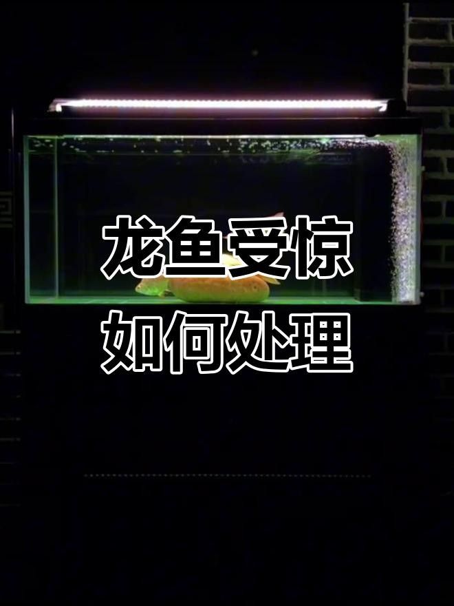 龍魚(yú)趴缸的恢復(fù)時(shí)間因具體原因而異（九州追夢(mèng)旅行家龍魚(yú)趴缸恢復(fù)時(shí)間因具體原因而異）