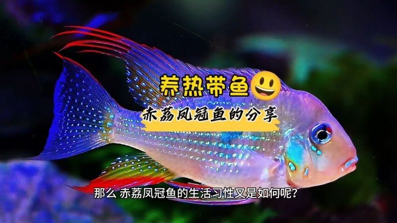 赤荔鳳冠魚的\“兇性\”需從多重維度解讀（赤荔鳳冠魚混養指南:赤荔鳳冠魚混養指南）