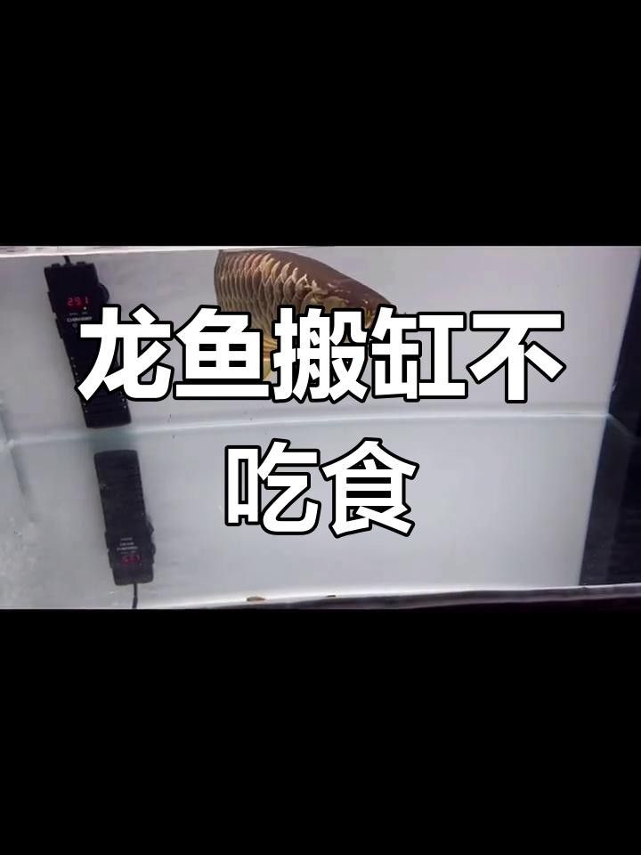 龍魚不吃食是什么原因引起的金龍魚不吃食是什么原因（龍魚不吃東西是什么原因）