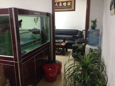 觀賞魚的種類（藍(lán)色觀賞魚小魚有哪些圖片大全,）