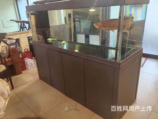 阜新龍魚的價格是多少？（阜新龍魚價格是多少）