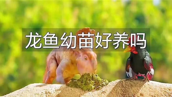 龍魚苗飼養需要細心和耐心的過程，以下是一些基本指南（龍魚苗的飼養指南）