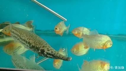 雷龍魚的飼養方式（雷龍魚在繁殖期間需要注意飼養過程中需要注意以下幾點）