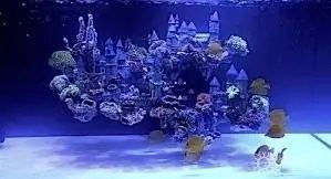 龍魚(yú)是否可以吃海里的小魚(yú)？（龍魚(yú)可以吃海里的小魚(yú)嗎）