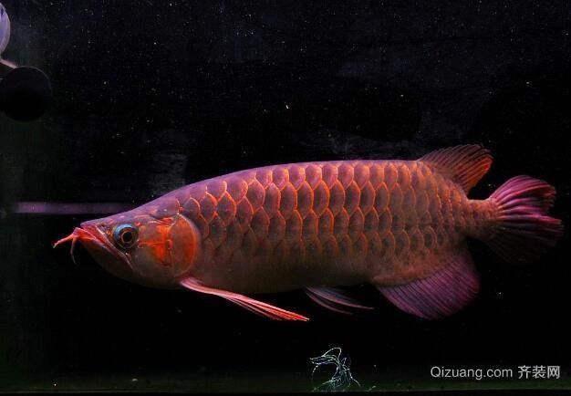招財龍魚是否應該供奉？（招財龍魚擺件擺件擺放秘籍，招財龍魚背后的好運密碼）