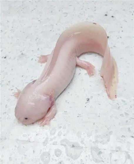 給我更多四腳龍魚的圖片（關于四腳龍魚的一些建議）