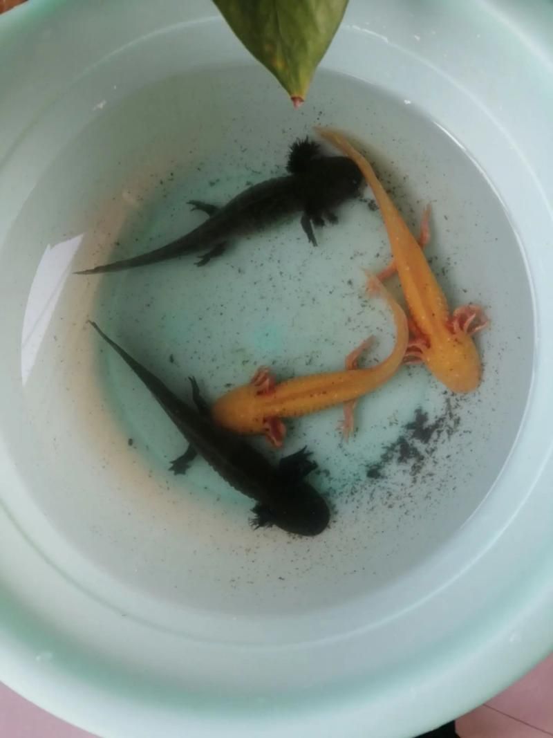 給我更多四腳龍魚的圖片（關于四腳龍魚的一些建議）