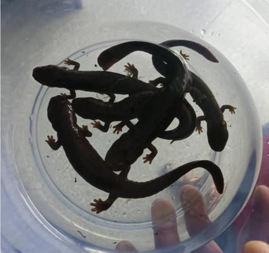 給我更多四腳龍魚的圖片（關于四腳龍魚的一些建議）