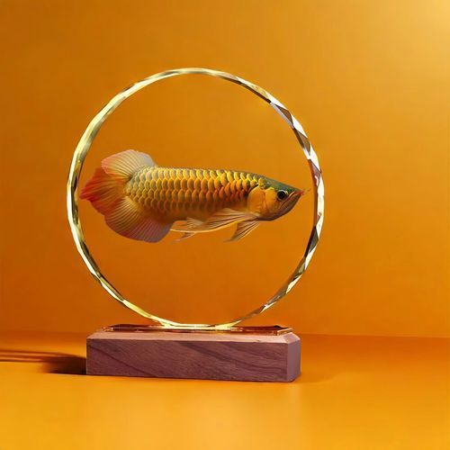 給我一張高清的金龍魚20cm圖片（20厘米金龍魚20cm時如何飼養(yǎng)金龍魚20cm圖片）