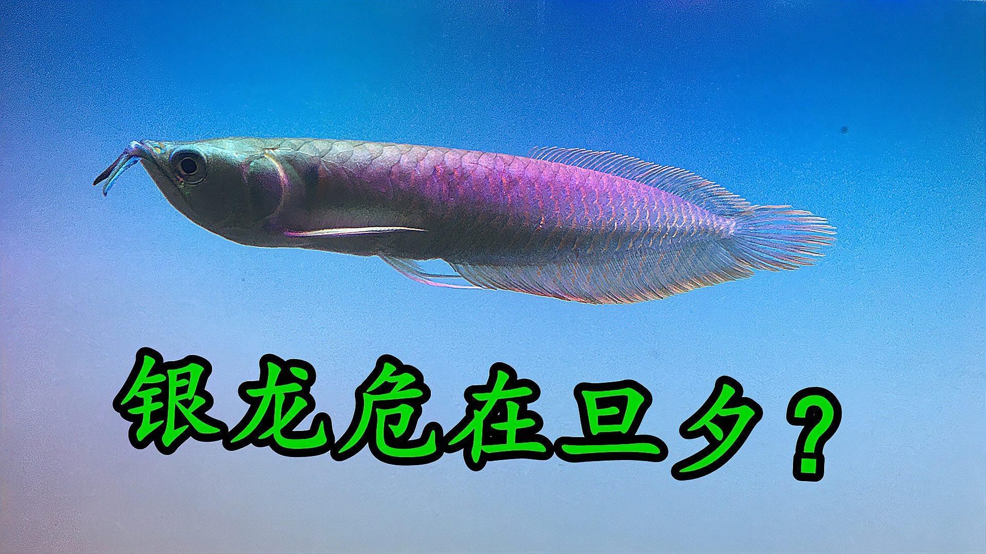 銀龍魚不吃食會死嗎？（銀龍魚不吃食會不會餓死，你清楚了嗎）