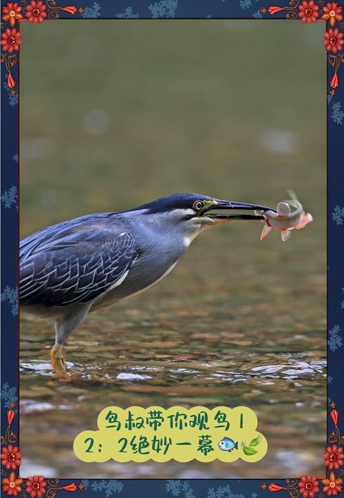 東方小火龍魚有哪些天敵？（“東方小火龍魚”與“東方小火龍魚幼魚幼魚”的天敵）