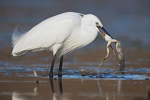 東方小火龍魚有哪些天敵？（“東方小火龍魚”與“東方小火龍魚幼魚幼魚”的天敵）