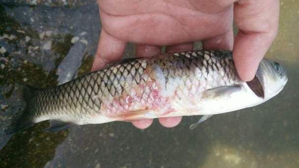 如何區分龍魚口邊長疙瘩的四種病？（如何區分龍魚口邊長疙瘩）
