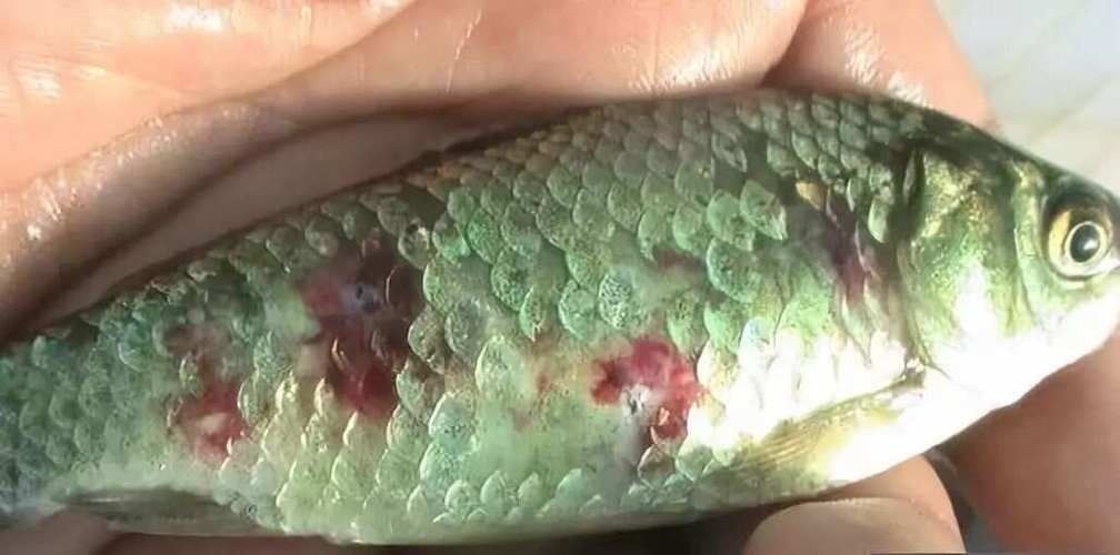 如何區分龍魚口邊長疙瘩的四種病？（如何區分龍魚口邊長疙瘩）