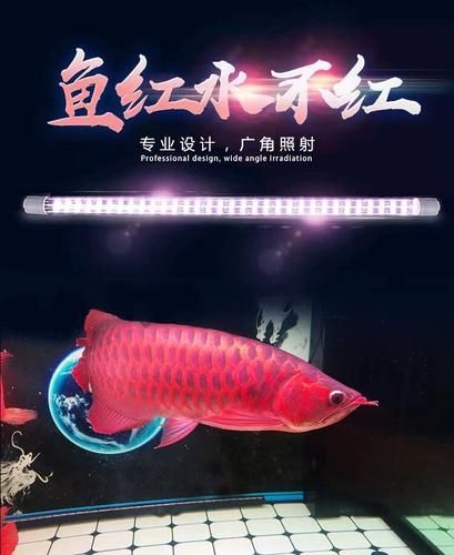 使用龍魚(yú)增色燈多久能看到效果？（按月劃分的龍魚(yú)燈光管理計(jì)劃表，龍魚(yú)增色燈品牌推薦）