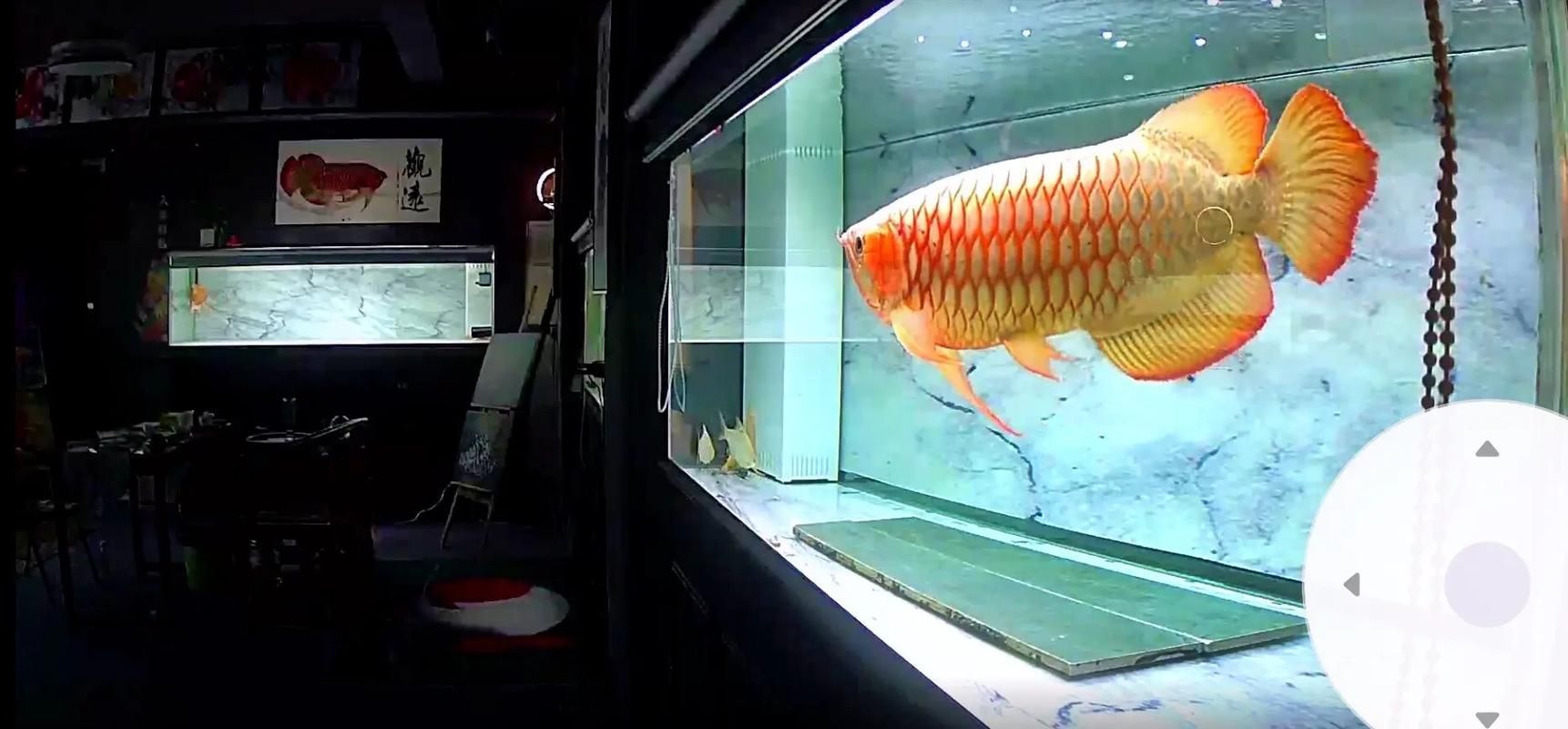 廣東龍魚批發市場的龍魚價格如何？（廣東龍魚批發市場有哪些品種廣東龍魚批發市場地址和聯系方式清單）