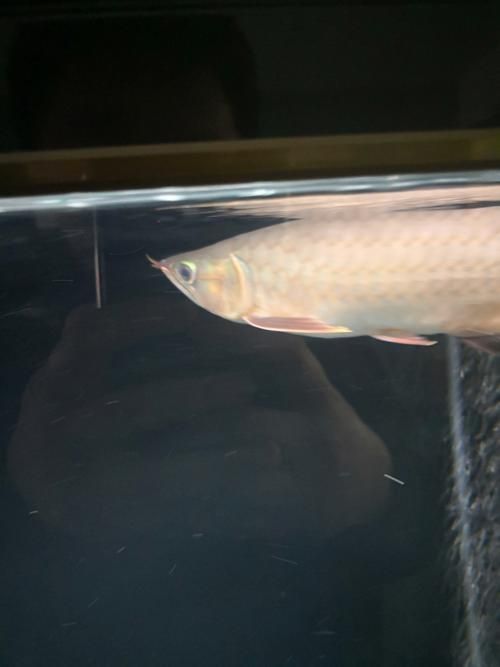 如何判斷龍魚胡須是否從根部斷掉？（如何判斷龍魚胡須斷掉）