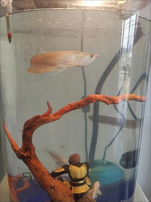 如何判斷龍魚胡須是否從根部斷掉？（如何判斷龍魚胡須斷掉）