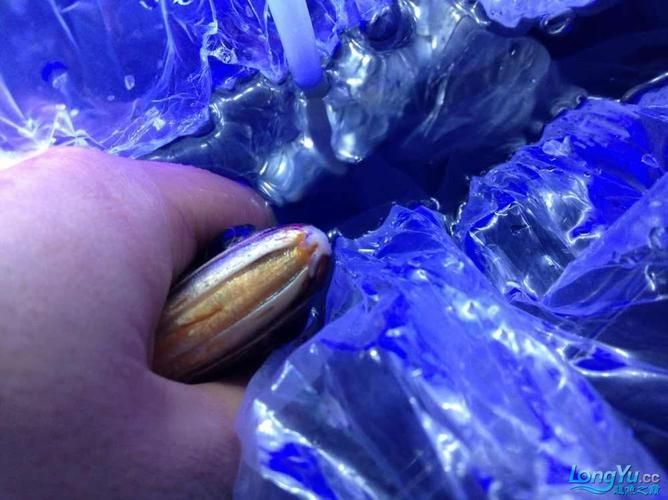 如何判斷龍魚胡須是否從根部斷掉？（如何判斷龍魚胡須斷掉）