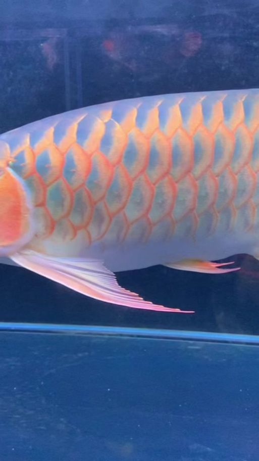 給我推薦一些性價比高的鳳凰紅龍魚（鳳凰紅龍鳳凰紅龍鳳凰紅龍鳳凰紅龍魚的選購指南）