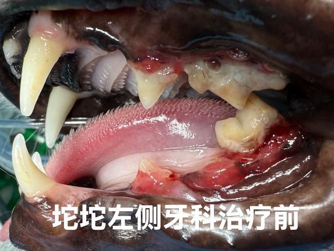 如何區分龍魚嘴上的肉疙瘩是病還是珠星？（龍魚嘴上的肉疙瘩是病嘴上的肉疙瘩是病嘴唇或吻端出現的）