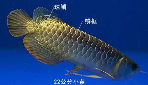 三元龍魚有哪些獨特的花紋？（三元龍魚是什么？）