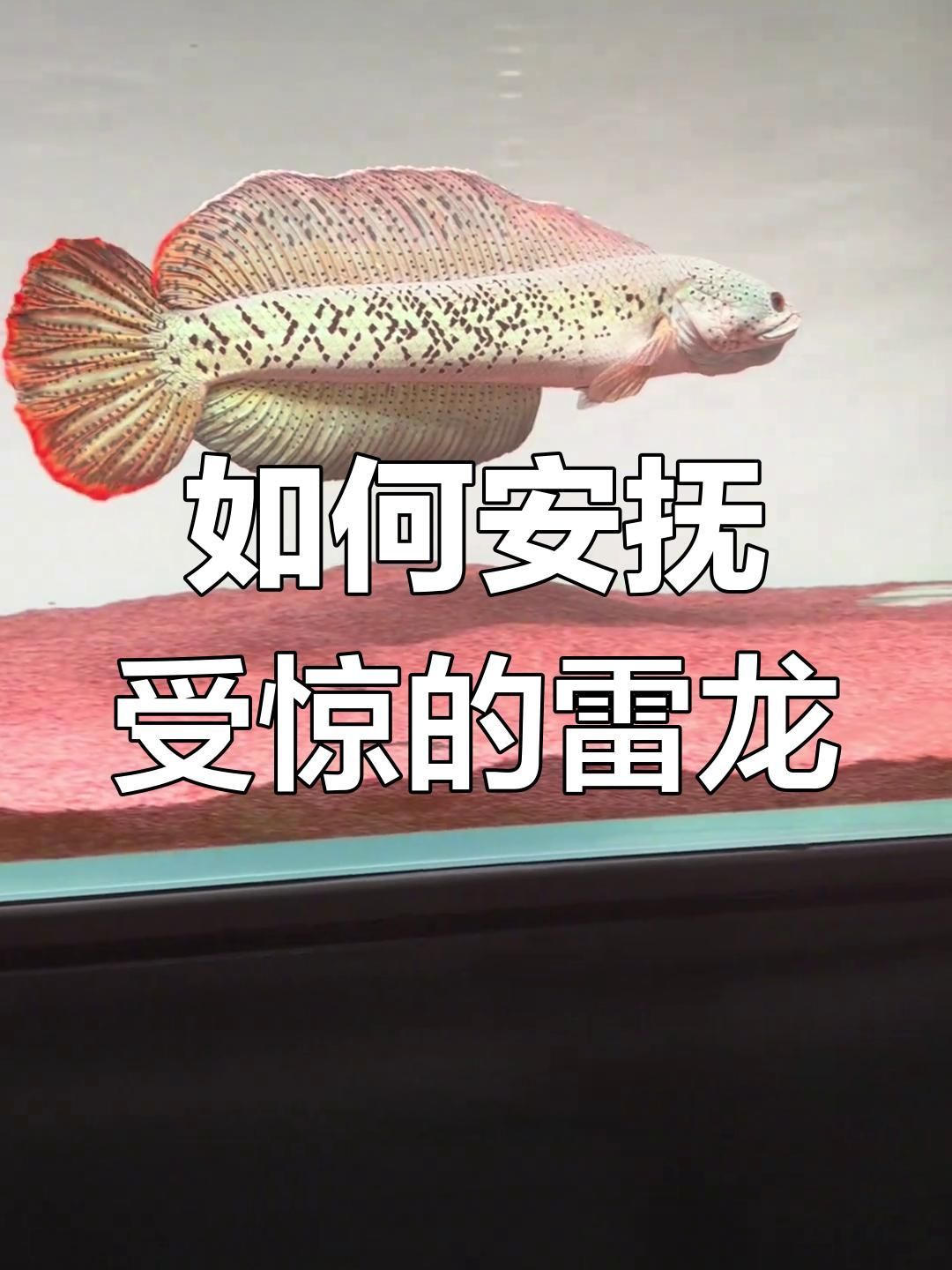 龍魚(yú)嘴顫動(dòng)多久會(huì)好？（龍魚(yú)受驚嚇拒食，教你恢復(fù)狀態(tài)）
