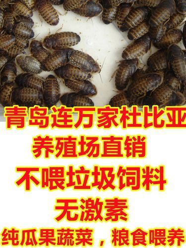 如何判斷龍魚是否消化大麥蟲成功？（arxiv論文助手判斷龍魚是否消化大麥蟲成功）
