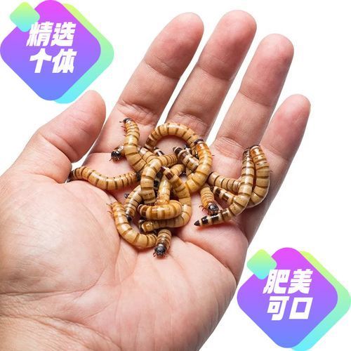 祥龍魚場有哪些官方下載渠道？，關(guān)于祥龍魚場官方信息獲取方式的詳細(xì)說明