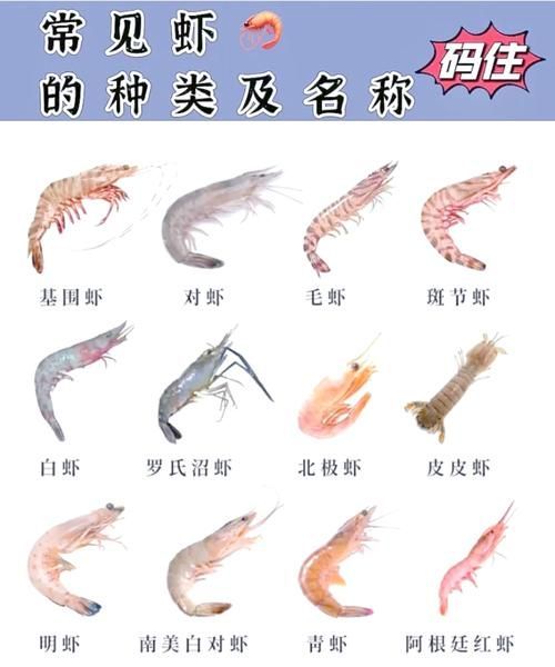 龍魚喂食河蝦和海蝦的比例是多少？