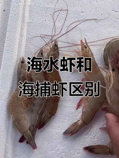 龍魚喂食河蝦和海蝦的比例是多少？