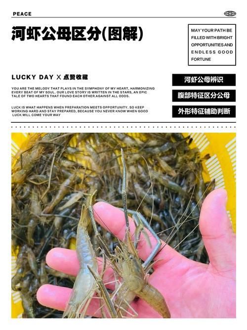 龍魚喂食河蝦和海蝦的比例是多少？