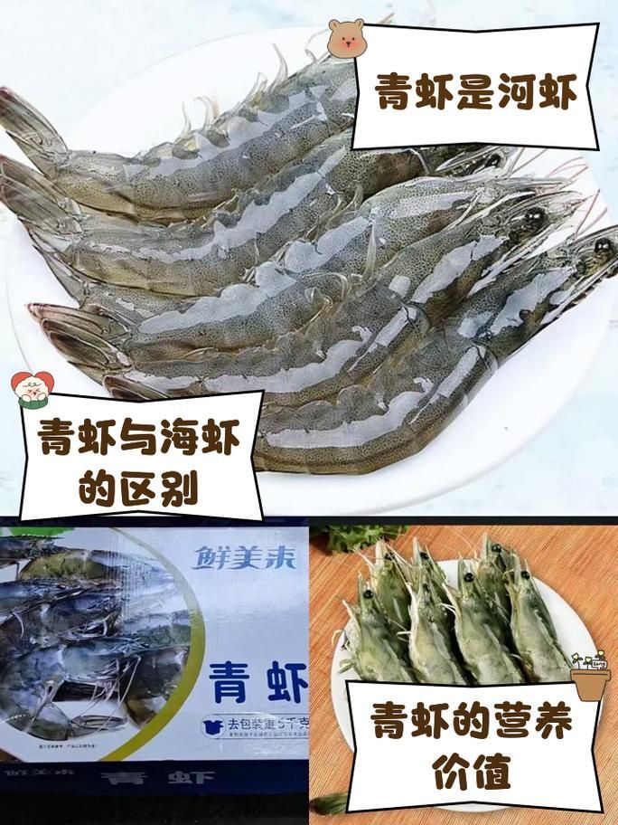 龍魚喂食河蝦和海蝦的比例是多少？