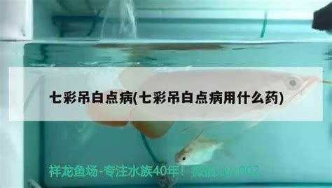 如何預(yù)防龍魚出現(xiàn)白圈？（如何預(yù)防龍魚出現(xiàn)白圈）