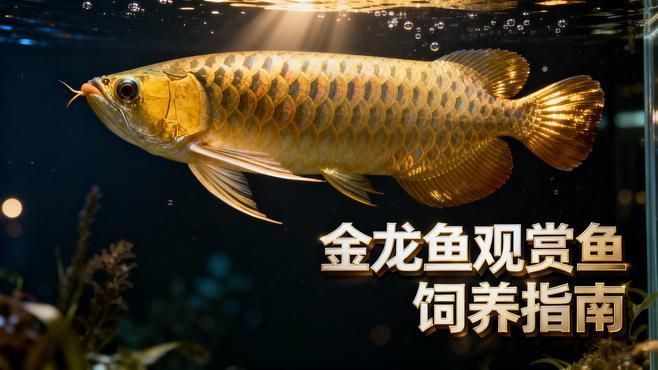 50厘米金龍魚的最佳飼養溫度是多少？（50厘米金龍魚最佳水溫指南）