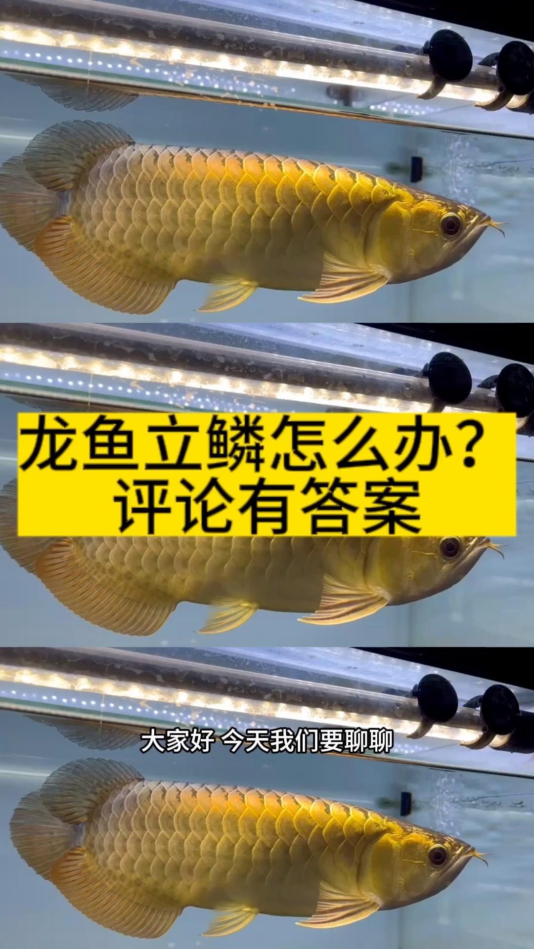 龍魚豎起來后如何護理？（玲姐映京，銀龍魚豎起來怎么救活）