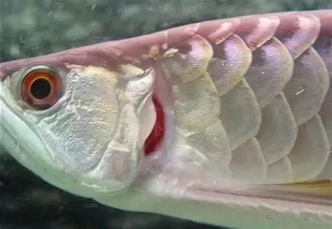 龍魚眼珠發(fā)白如何手術(shù)治療？（魚眼珠發(fā)白的手術(shù)治療方法包括以下步驟和注意事項）