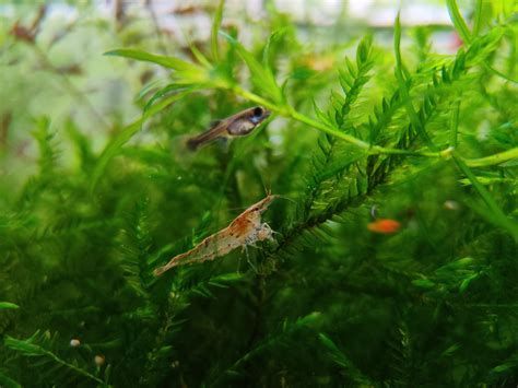 龍魚相克食物表中哪些是常見食物？（龍魚“相克食物表”）