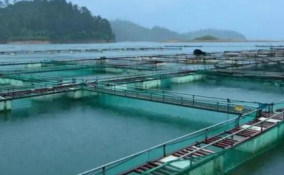 貴池龍魚養殖業如何（貴池并無“龍魚”養殖業，需包含1000字文字說明和全國聞名的）