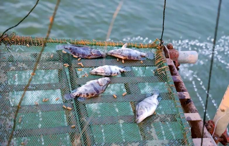貴池龍魚養殖業如何（貴池并無“龍魚”養殖業，需包含1000字文字說明和全國聞名的）