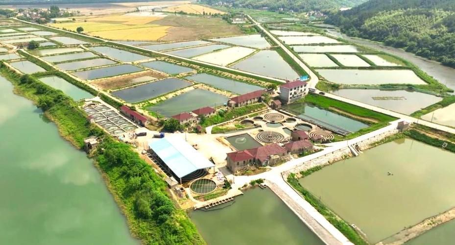 貴池龍魚養殖業如何（貴池并無“龍魚”養殖業，需包含1000字文字說明和全國聞名的）