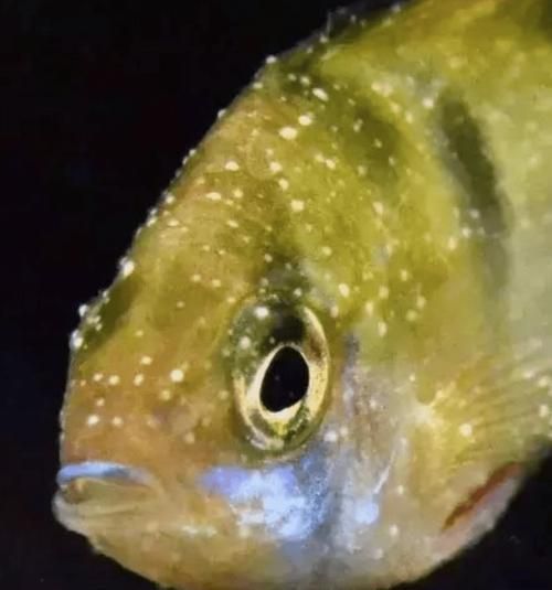 如何區(qū)分龍魚的小瓜蟲病和體外寄生蟲感染？（如何區(qū)分龍魚小瓜蟲病與體外寄生蟲感染）