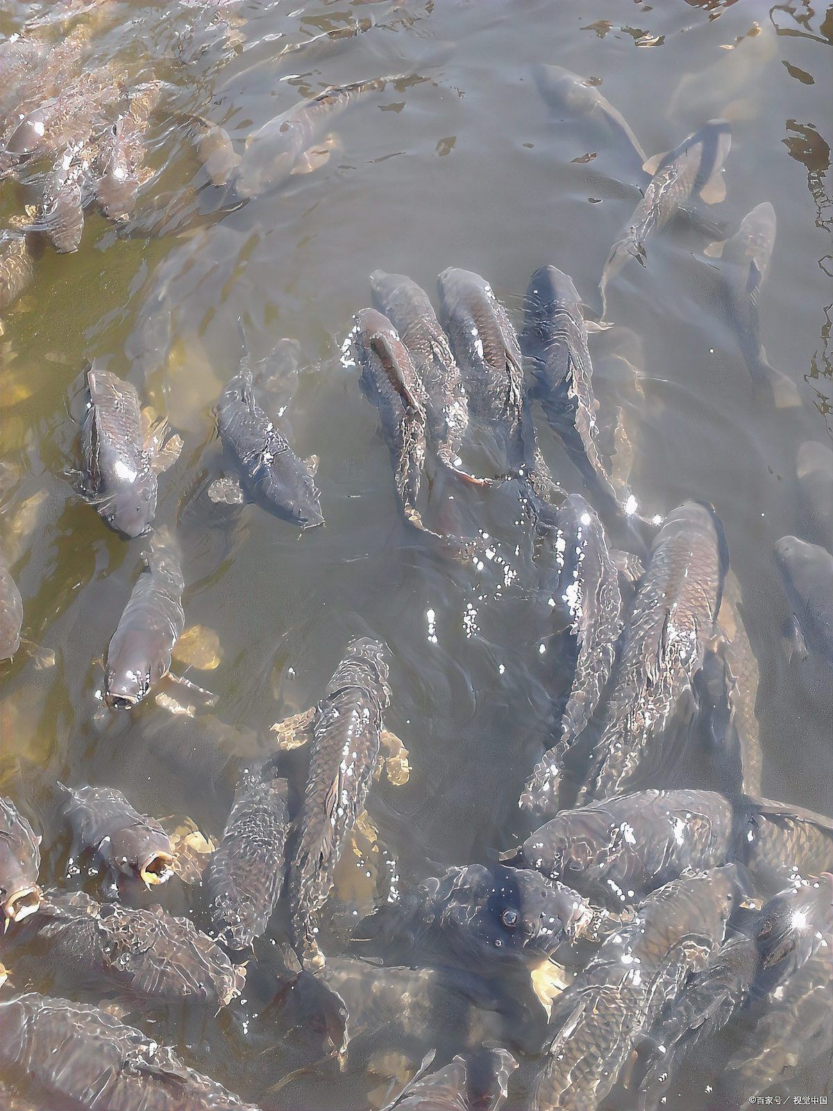 如何區(qū)分龍魚的小瓜蟲病和體外寄生蟲感染？（如何區(qū)分龍魚小瓜蟲病與體外寄生蟲感染）