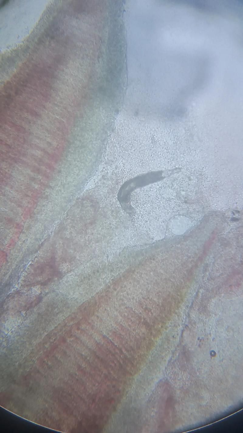 如何區(qū)分龍魚的小瓜蟲病和體外寄生蟲感染？（如何區(qū)分龍魚小瓜蟲病與體外寄生蟲感染）