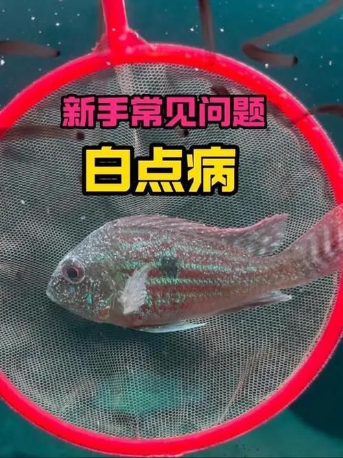 如何區(qū)分龍魚的小瓜蟲病和體外寄生蟲感染？（如何區(qū)分龍魚小瓜蟲病與體外寄生蟲感染）