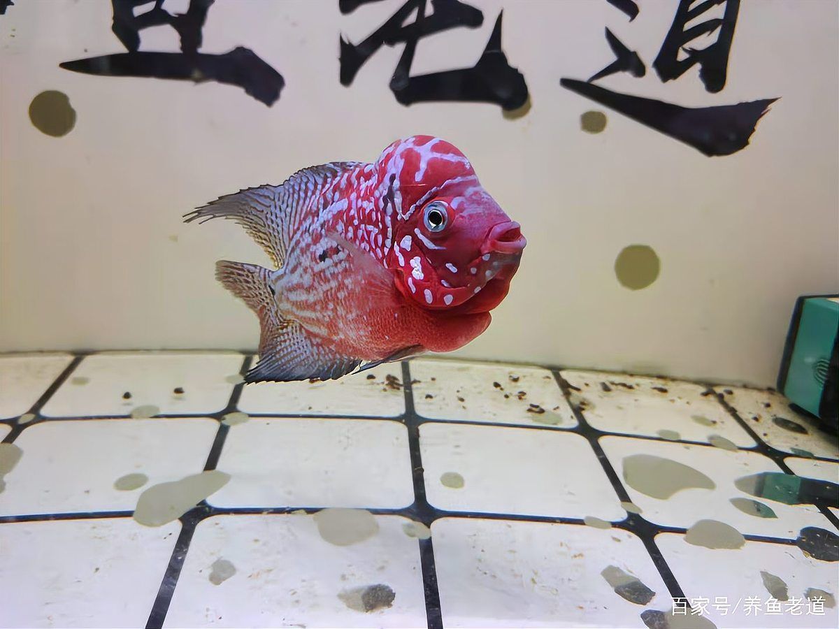 如何區(qū)分龍魚的小瓜蟲病和體外寄生蟲感染？（如何區(qū)分龍魚小瓜蟲病與體外寄生蟲感染）