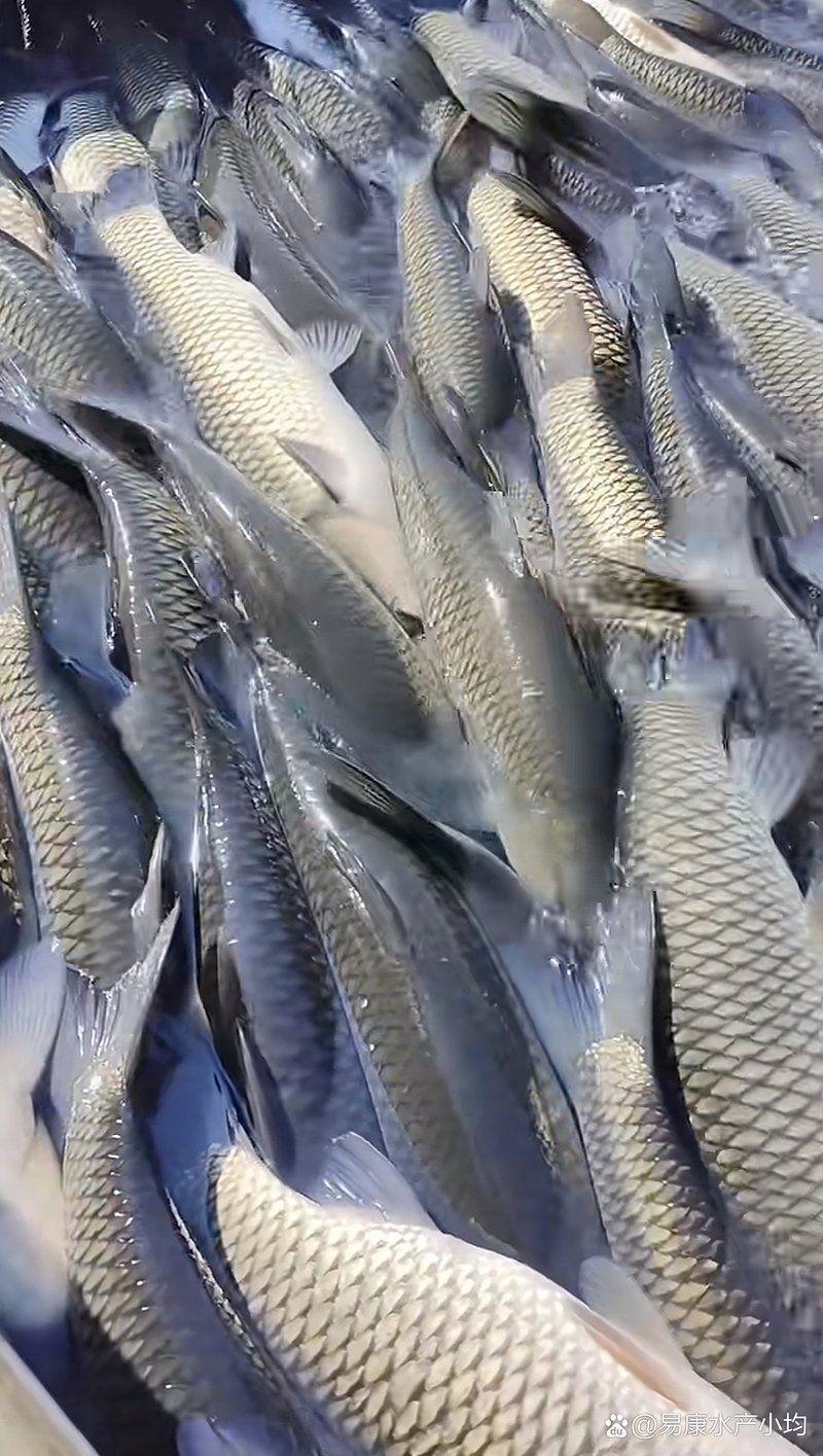如何判斷龍魚是否感染了鰓部寄生蟲？（如何判斷龍魚是否感染了肺部寄生蟲）