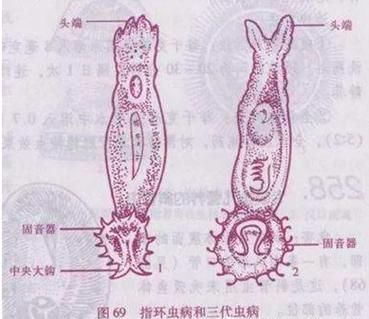 如何判斷龍魚是否感染了鰓部寄生蟲？（如何判斷龍魚是否感染了肺部寄生蟲）
