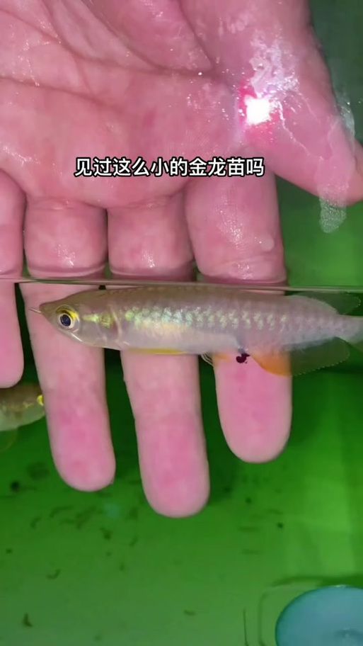 哪里可以購買到20cm的金龍魚苗（20cm金龍魚苗的選購避坑清單）