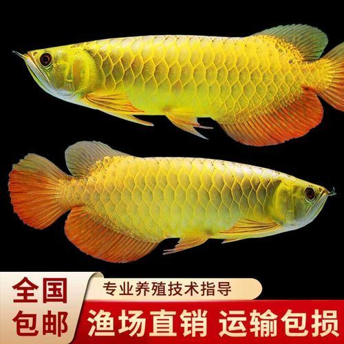 哪里可以購買到20cm的金龍魚苗（20cm金龍魚苗的選購避坑清單）